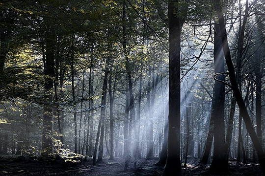 Soumettez vos images • Vos photos PLEINE NATURE commentées par la rédaction