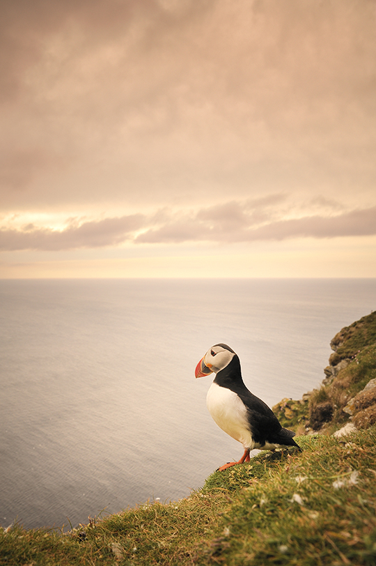 Soumettez vos images • Vos photos PLEINE NATURE commentées par la rédaction