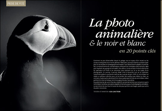 Compétence Photo Numéro 96 : Photo de nuit • Photoshop 100% Astuces • Adobe Firefly • Portrait avec une source • Photo animalière en noir & blanc