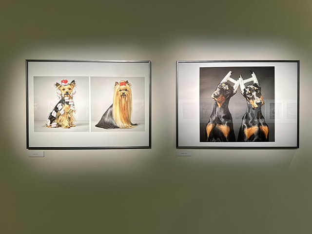 Tim Flach • More than Human & Dog Gods Tim Flach • More than Human & Dog Gods