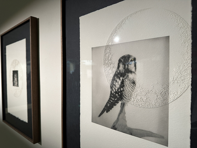 Nathalie Baetens / Antonin Anzil • Oiseaux de nuit Nathalie Baetens / Antonin Anzil • Oiseaux de nuit