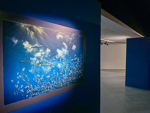 Laurent Ballesta • 700 requins dans la nuit Laurent Ballesta • 700 requins dans la nuit