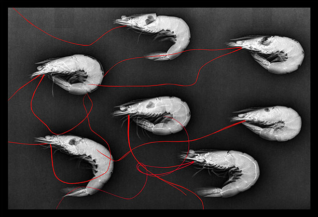 © Werner Schuster © Werner Schuster