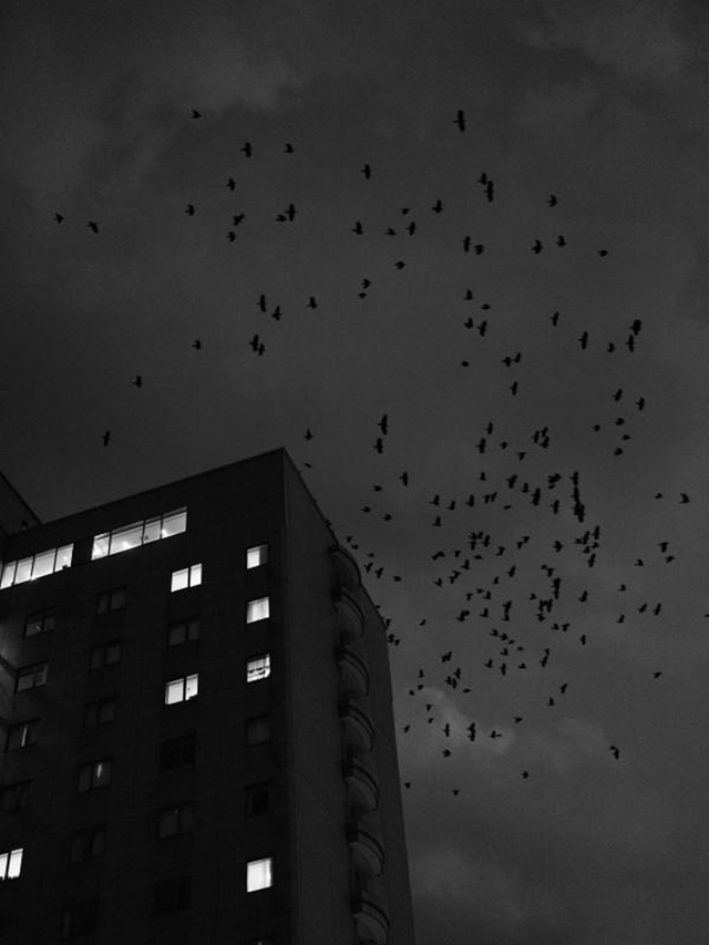 50e édition des Rencontres d'Arles : les nouvelles émergences 50e édition des Rencontres d'Arles : les nouvelles émergences