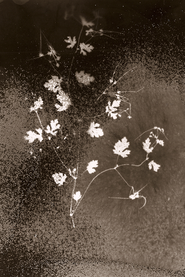 Tchernobyl Herbarium ou la beauté évanescente des radiations exposée par la photographe Anaïs Tondeur