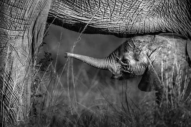 Tembo, ou le silence des derniers pachydermes • Nicolas Orillard-Demaire (série)