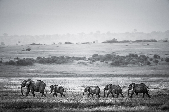 Tembo, ou le silence des derniers pachydermes • Nicolas Orillard-Demaire (série)