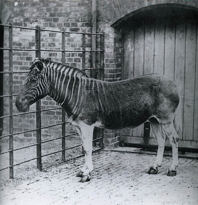 Quagga © collection particulière Errol Fuller