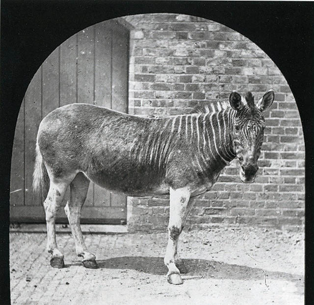 Quagga © collection particulière Errol Fuller