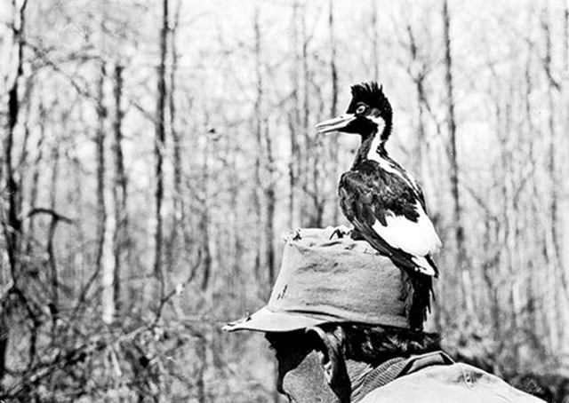 Pic à bec ivoire © James Tanner