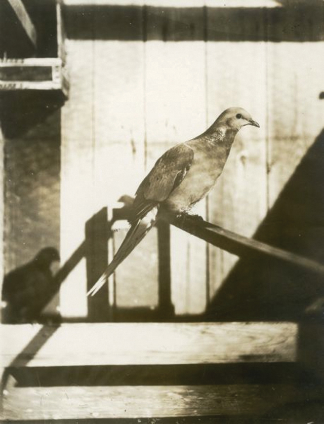 Pigeon migrateur © Wisconsin Historical Society