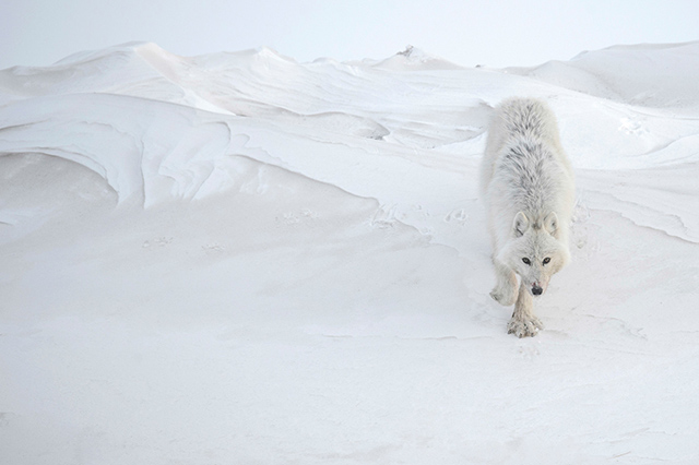 © Vincent Munier, lauréat de la catégorie animalière