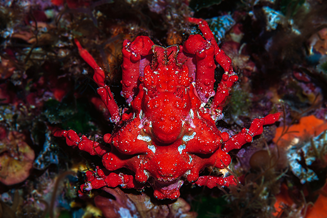 Le crabe Ferrari, Lissa chiragra, Réserve naturelle de Cerbère-Banyuls, - 20 m © Laurent Ballesta