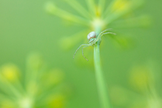 Dossier "Spécial Macro" • Compétence Photo n°41
