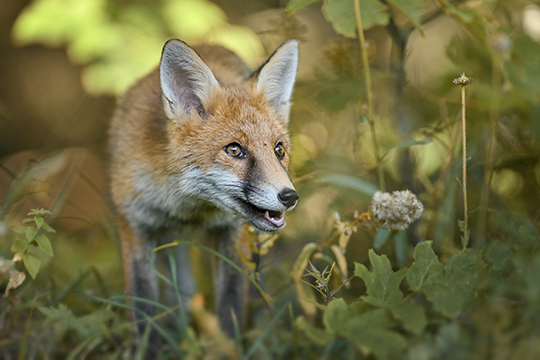 © Gil Gautier © Gil Gautier