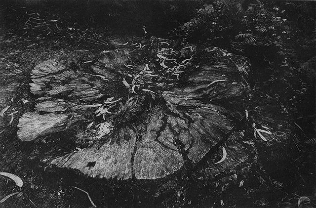 © Bernard Coste © Bernard Coste