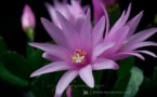 Quand les fleurs éclosent, un time lapse tout en délicatesse