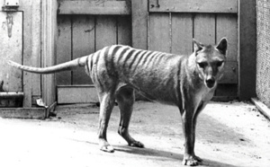 Les animaux disparus, par Errol Fuller Les animaux disparus, par Errol Fuller