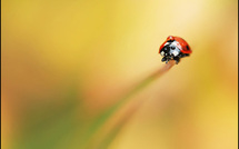 Lady lady lady • Yohann Dugué Lady lady lady • Yohann Dugué