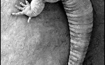 La Bête • Micky Schoelzke La Bête • Micky Schoelzke