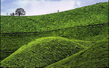 Collines de thé • Jean-Paul Bounine Collines de thé • Jean-Paul Bounine