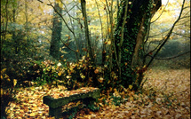 Le petit banc de pierre • Yvan Lemeur Le petit banc de pierre • Yvan Lemeur