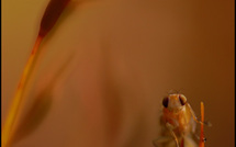 La mouche des mousses • Philippe Longueville La mouche des mousses • Philippe Longueville