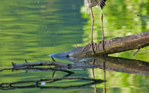 Héron baveur • Philippe Bonnabry Héron baveur • Philippe Bonnabry