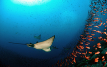 Raie aigle • Jérôme Clabe Raie aigle • Jérôme Clabe