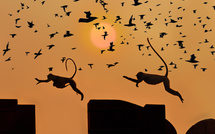 Jeux de singe au Rajasthan • Didier Jallais