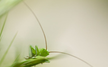 Mimétisme • Eric Costa-Baccani Mimétisme • Eric Costa-Baccani