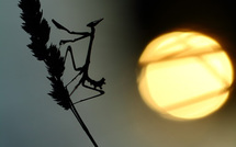 Diablotin matinal • Serge Vilain Diablotin matinal • Serge Vilain