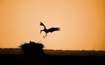 Arrivée au nid • Benjamin Forget Arrivée au nid • Benjamin Forget