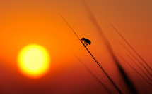 Voyage vers le soleil • Hamid Lemasra Voyage vers le soleil • Hamid Lemasra