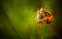 Caravaggio • El Justino Caravaggio • El Justino