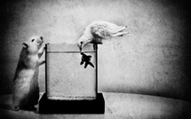 La colombe, le poisson et le rat • Jorris Martinez La colombe, le poisson et le rat • Jorris Martinez