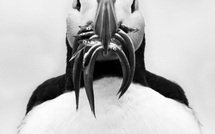 A puffin portrait • Nicolas Orillard-Demaire