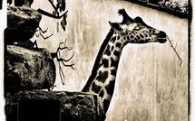 Compétence Photo expose Pascal Nitkowski à Nantes du 1er au 29 février 2012 Compétence Photo expose Pascal Nitkowski à Nantes du 1er au 29 février 2012