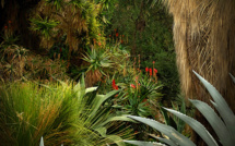 Pénétrez dans les jungles d’Olivia Lavergne au festival les Photaumnales (2/3)