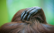 Leave me alone • Nicolas Orillard-Demaire Leave me alone • Nicolas Orillard-Demaire