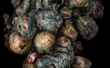 Peter Lippmann, lauréat de la catégorie "Nature morte" des Photographies de l'Année 2012