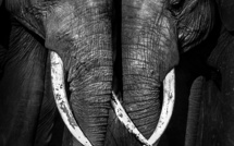 Tembo, ou le silence des derniers pachydermes • Nicolas Orillard-Demaire (série)