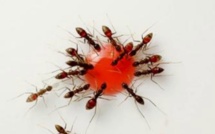 Une goutte de grenadine, une poignée de fourmis, un timelapse