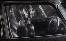 The Silence of Dogs in Cars • Martin Usborne (series)