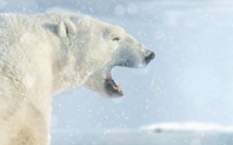Etonnant : les photos du WWF animées avec la technique de la parallaxe