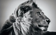 La photographie animalière en noir et blanc selon Laurent Baheux