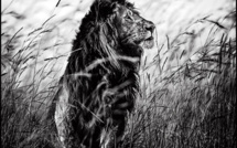 Peut-on encore sauver le Roi Lion ? (entretien avec Laurent Baheux, publié dans Compétence Photo Voyage)