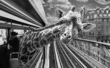 Animetro • Thomas Subtil and Clarisse Rebotier (series) Animetro • Thomas Subtil and Clarisse Rebotier (series)