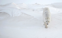 Les 15 lauréats des Photographies de l'Année édition 2014