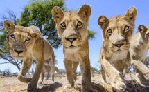 Photographier au plus près des lions, avec Chris McLennan